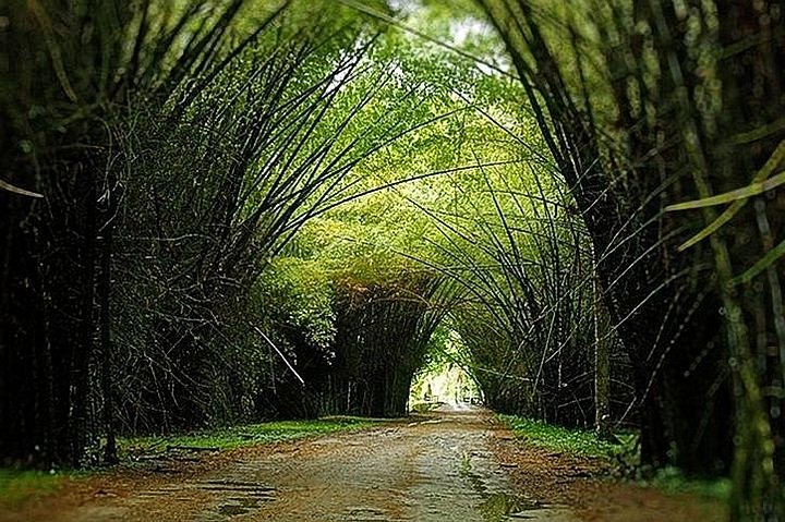 Jardin Botanico de Lancetilla